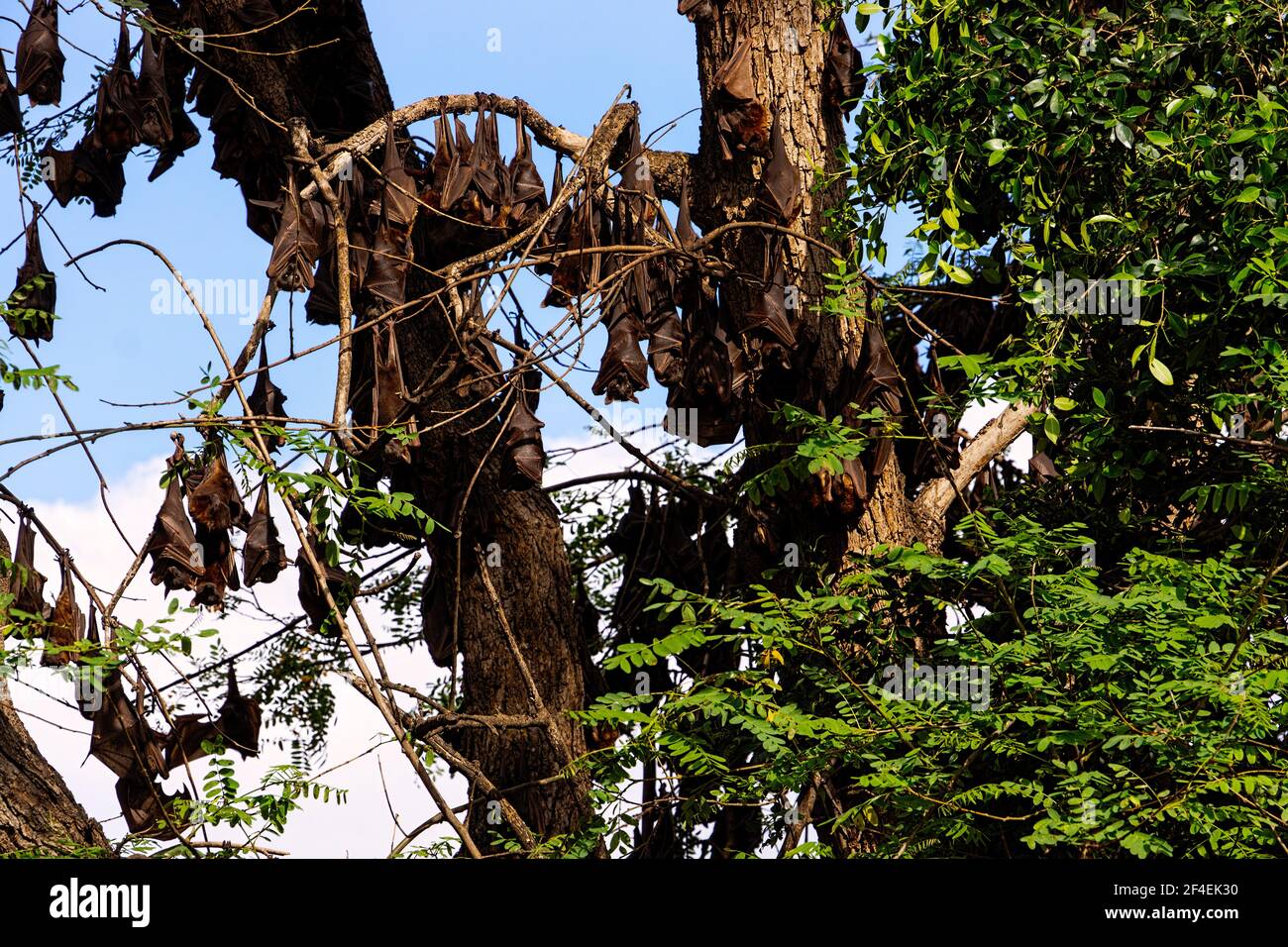 A large colony of small Australian little red flying foxes or fruit ...