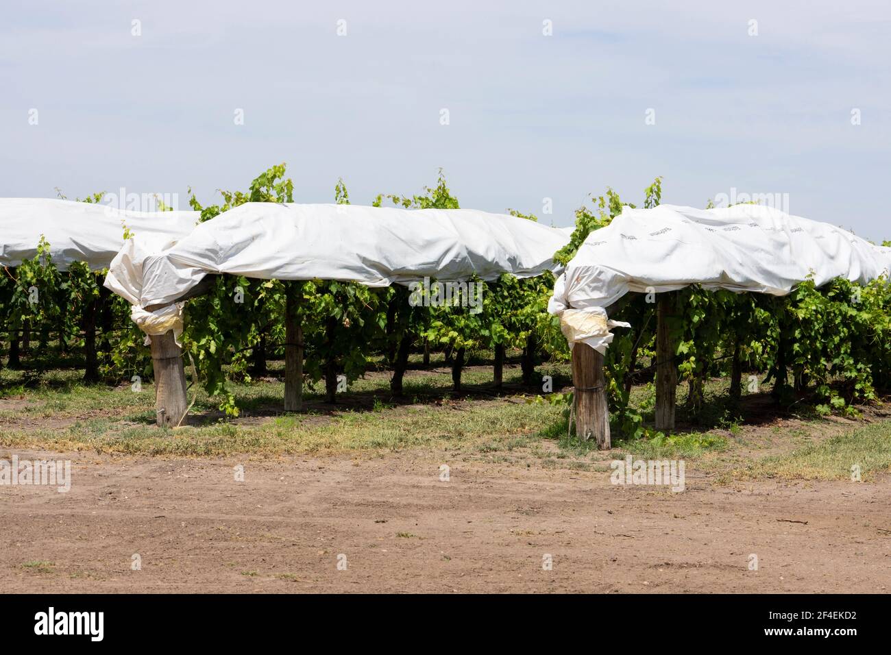 Grape trellis hires stock photography and images Alamy