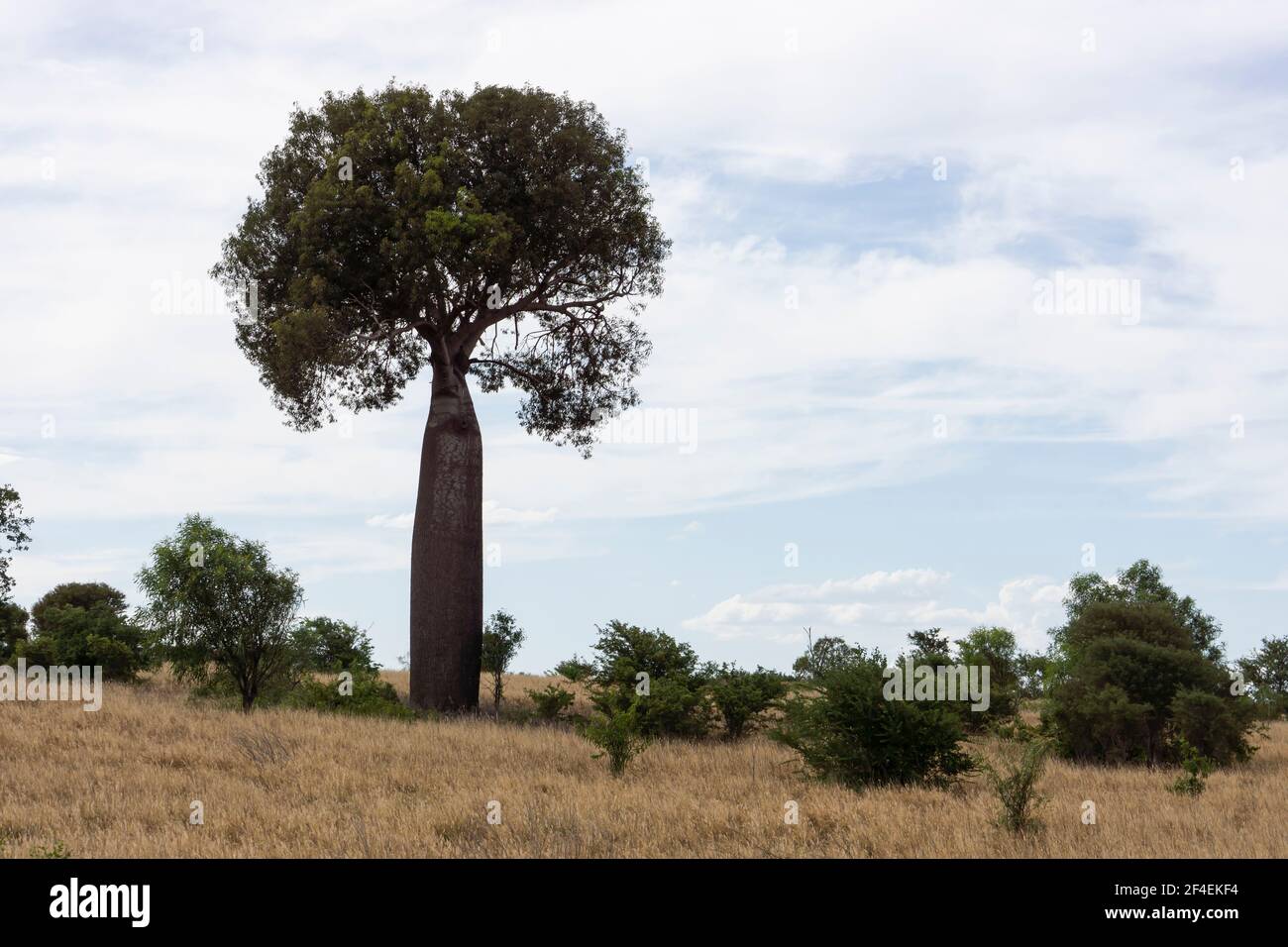 A tall Australian boab or bottle tree growing on the hillside in the