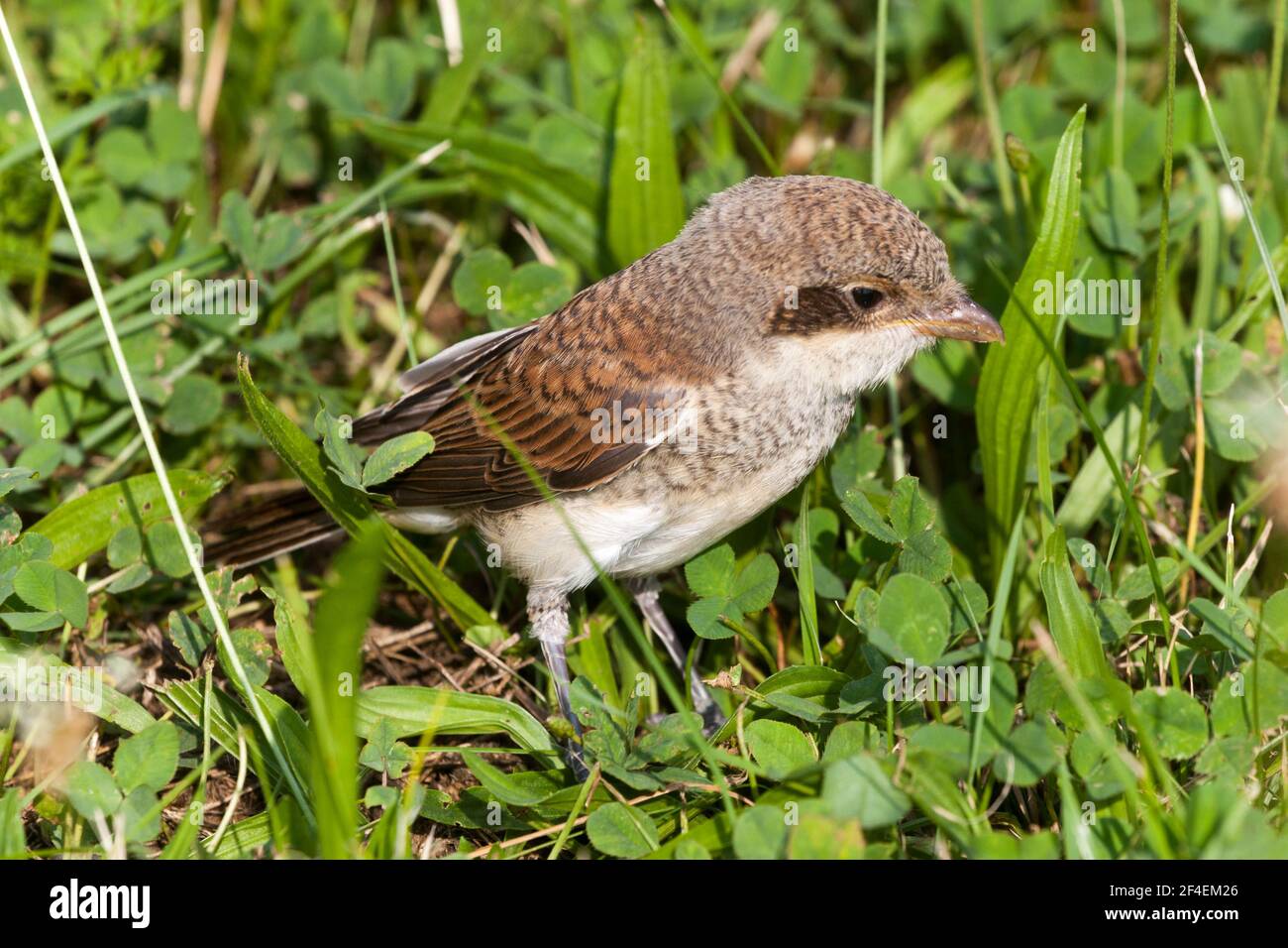 Red backed shrike ( Lanius Collurio ) young bird in grass Stock Photo
