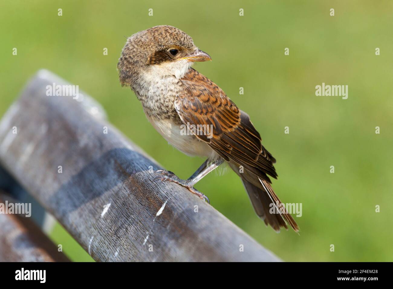 Red backed shrike ( Lanius Collurio ) young Stock Photo