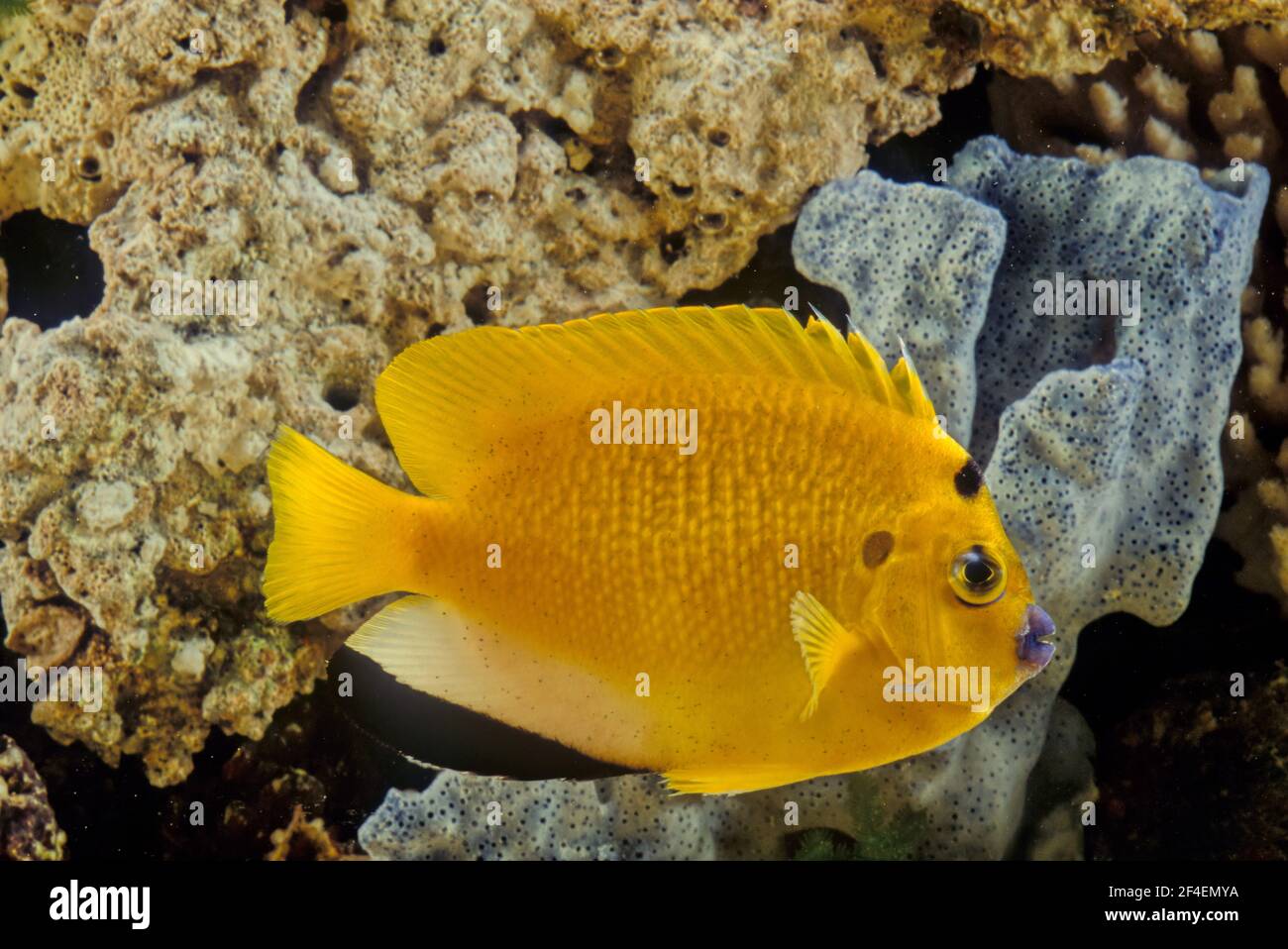 Apolemichthys trimaculatus, the threespot angelfish or flagfin angelfish, is a demersal marine ray-finned fish Stock Photo