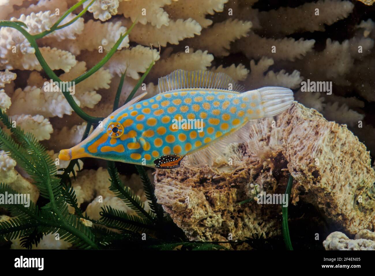 The orange spotted filefish or harlequin filefish, Oxymonacanthus longirostris, is a filefish in the family Monacanthidae Stock Photo