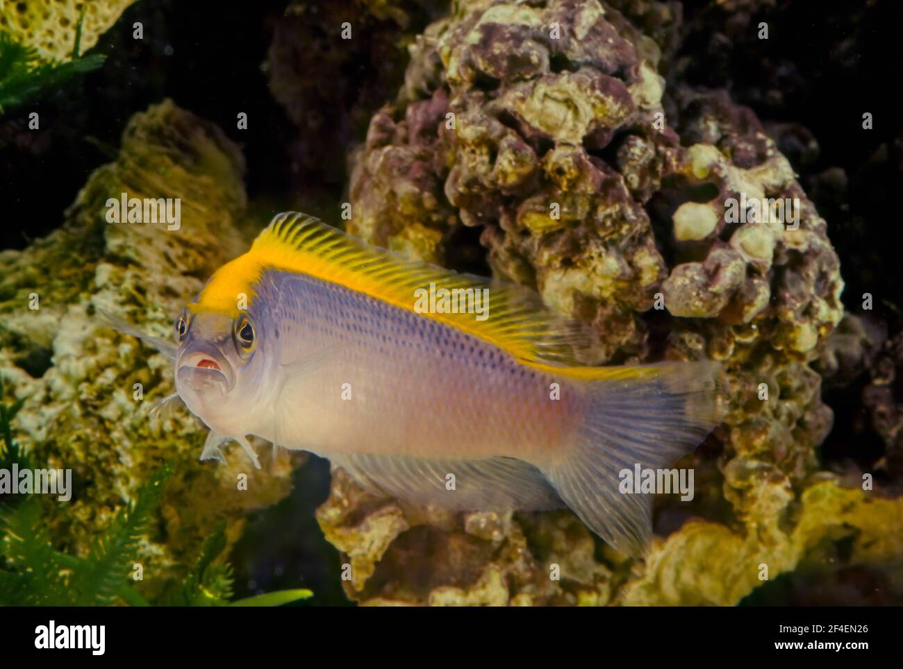Pseudochromis flavivertex, the sunrise dottyback, is a species of ray-finned fish from the Western Indian Ocean which is a member of the family Pseudo Stock Photo
