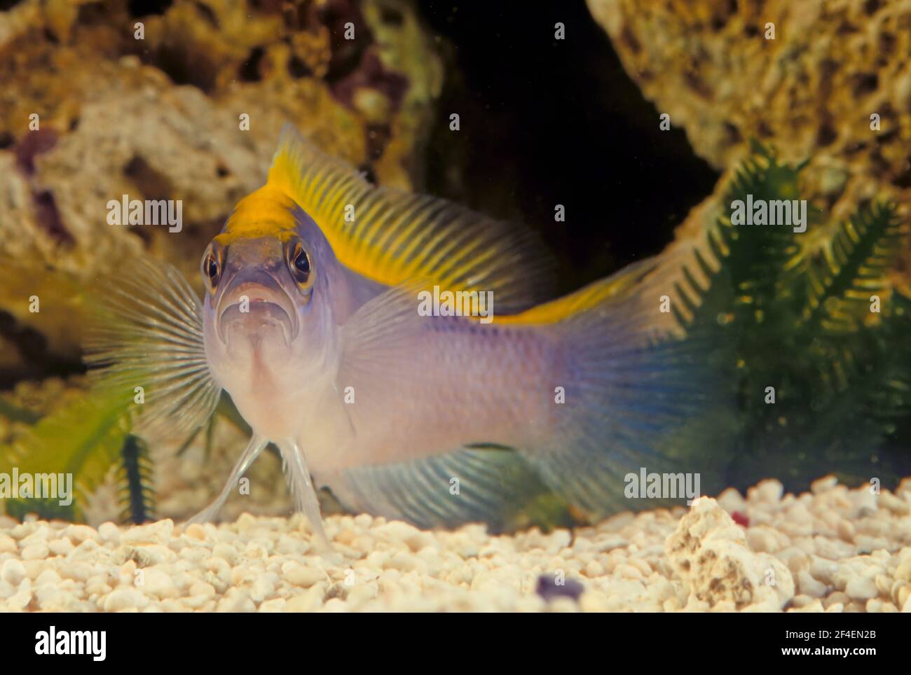 Pseudochromis flavivertex, the sunrise dottyback, is a species of ray-finned fish from the Western Indian Ocean which is a member of the family Pseudo Stock Photo