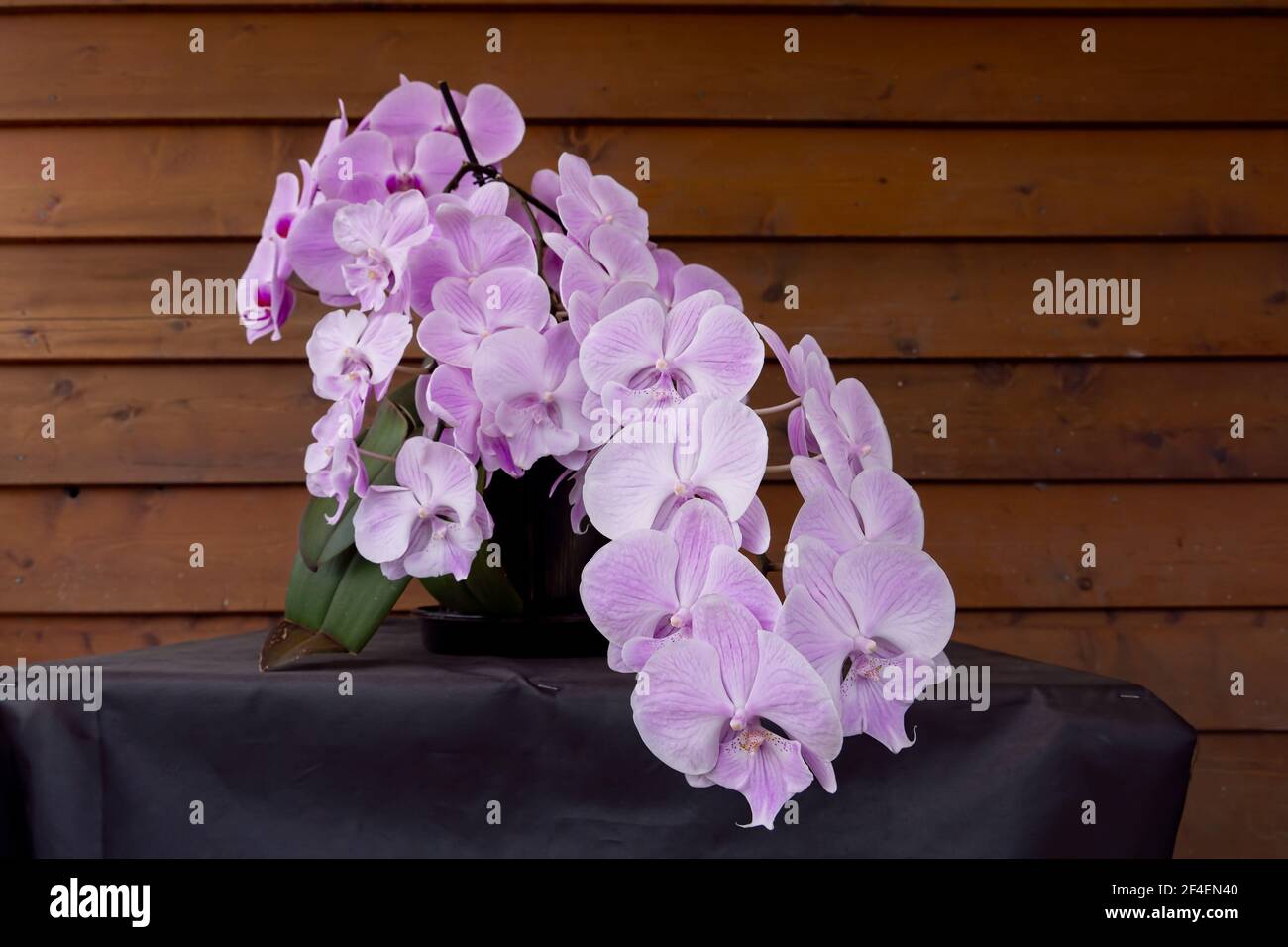 A cascade of beautiful and showy vanda orchids growing on a veranda in tropical Queensland. Stock Photo