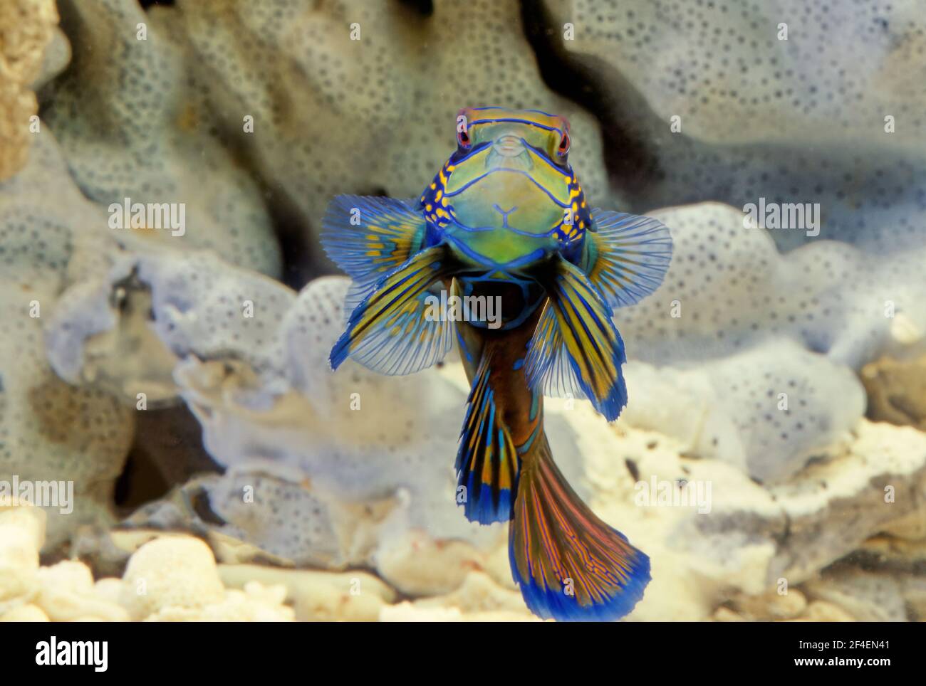 Synchiropus splendidus, the mandarinfish or mandarin dragonet, is a small, brightly colored member of the dragonet family Stock Photo