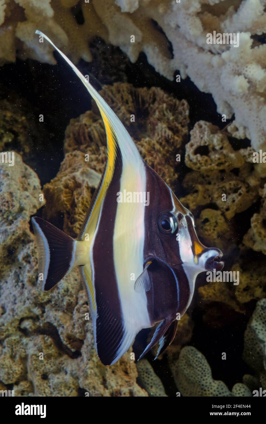 The Moorish idol (Zanclus cornutus) is a marine fish species, the sole extant representative of the family Zanclidae Stock Photo