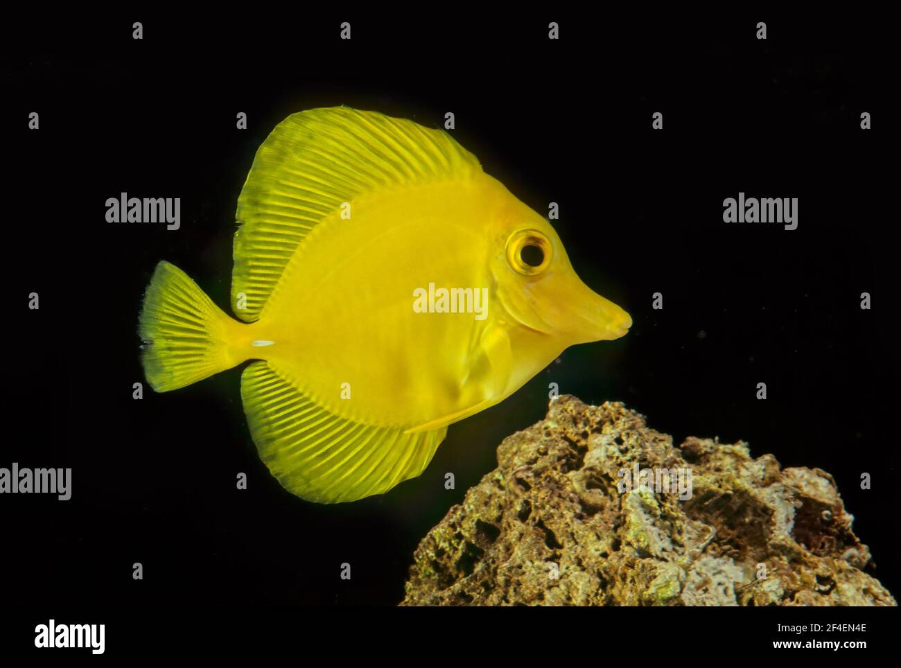 The yellow tang (Zebrasoma flavescens) is a saltwater fish species of the family Acanthuridae. It is one of the most popular marine aquarium fish. Stock Photo