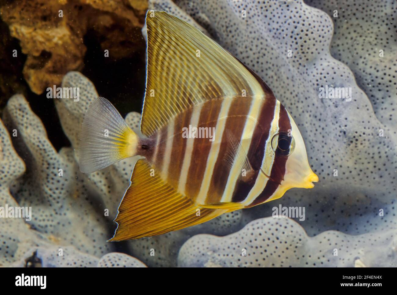 The sailfin tang (Zebrasoma veliferum) is a marine reef tang in the fish family Acanthuridae. Stock Photo
