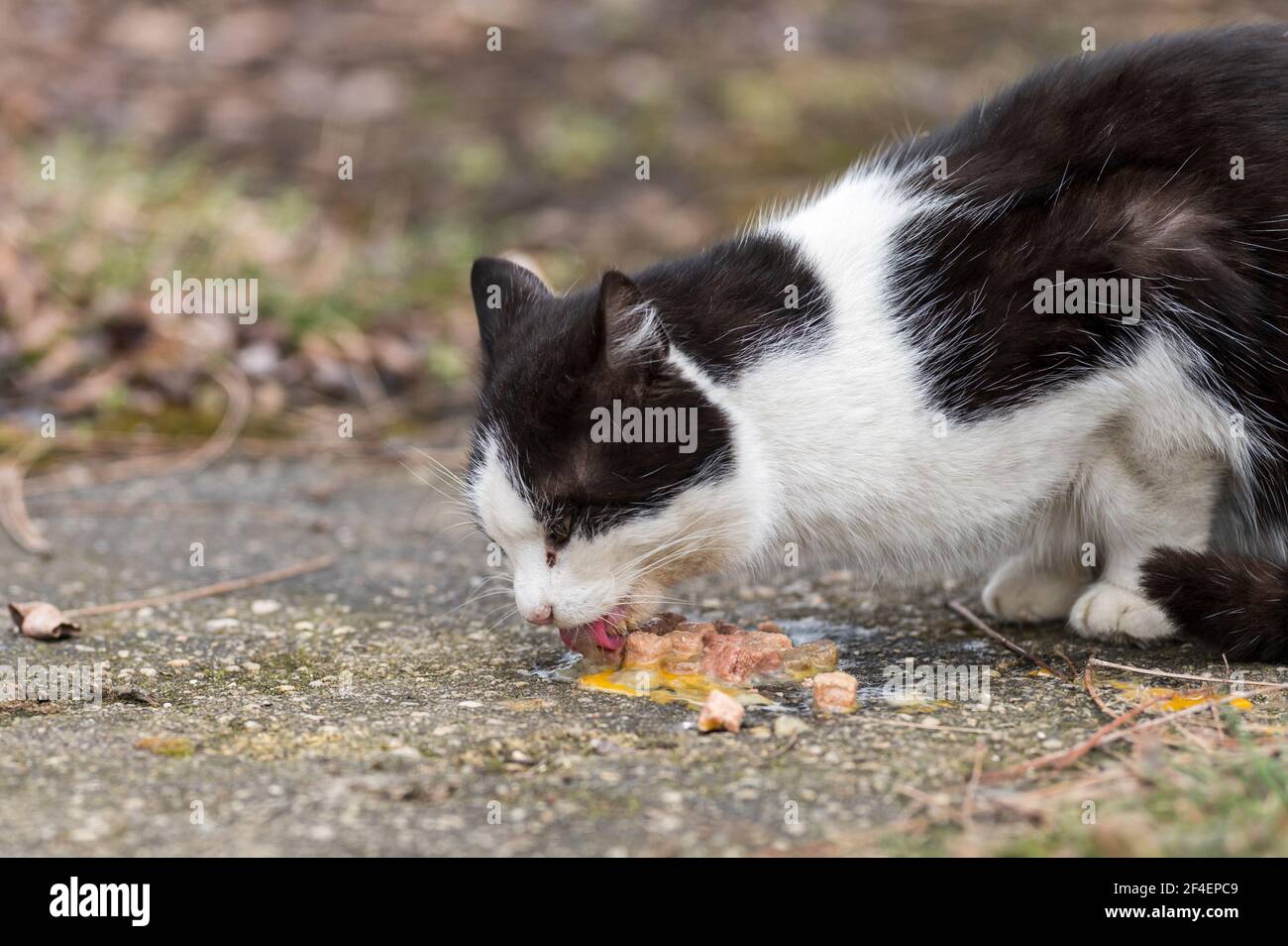 A cat eats its cat food with raw egg Stock Photo