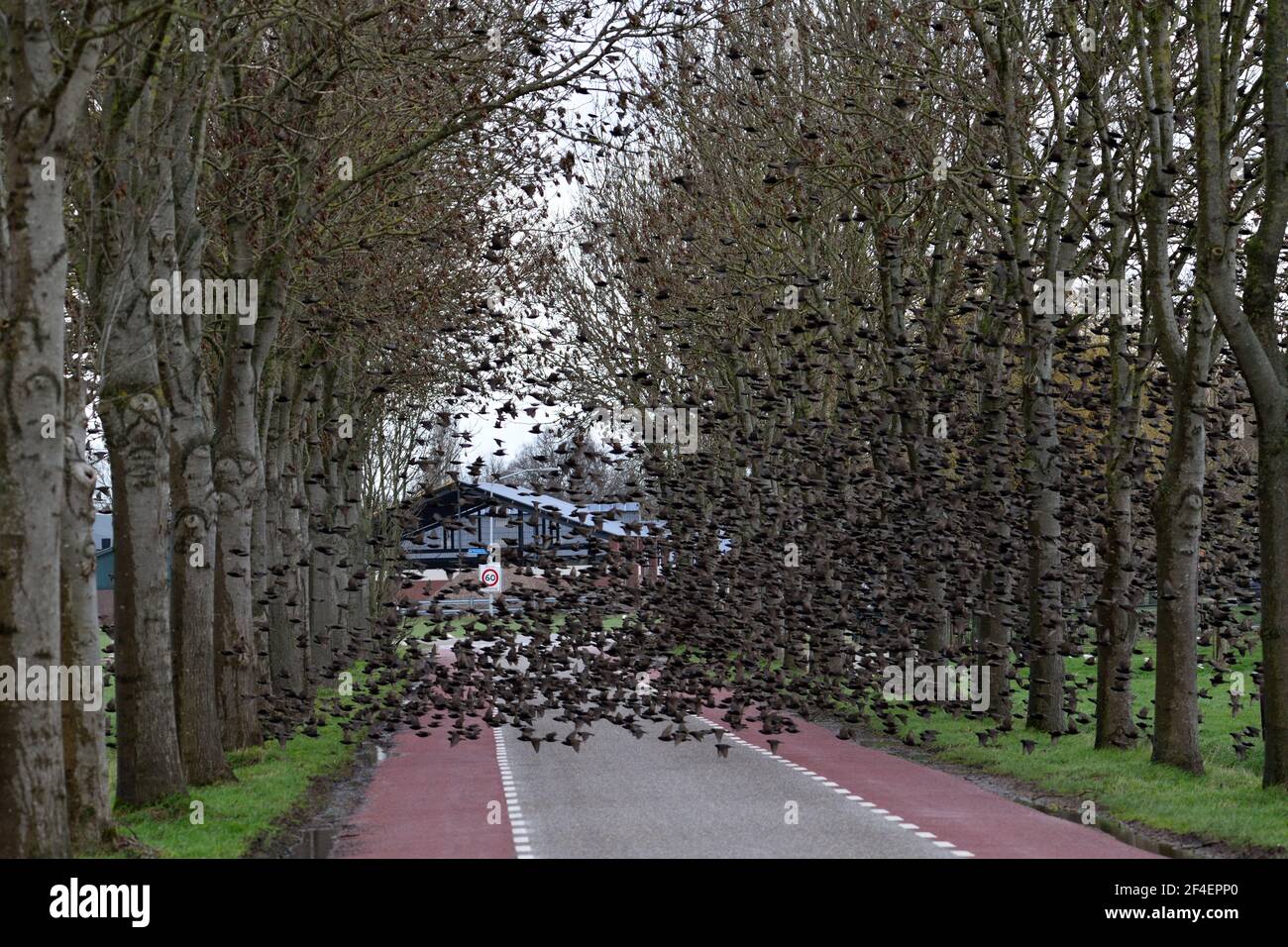 A large flock of birds crossing a road near to Oss, Netherlands by flying through the trees lining each side Stock Photo