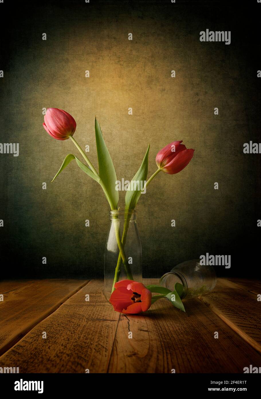 Fine Art image of three fresh cut red tulips, 2 standing in a clear glass bottle against a dark blue, green background and 1 lying flat Stock Photo