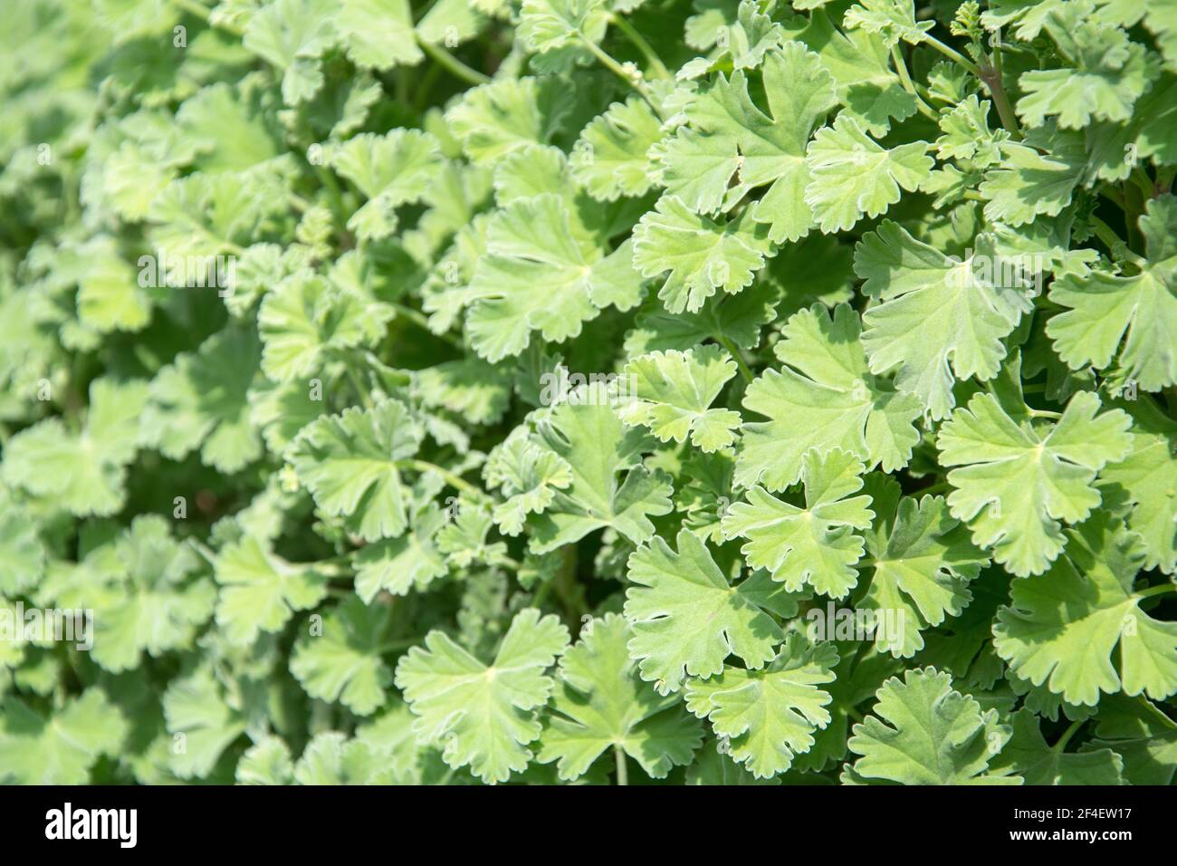 Nutmeg scented geranium herb growing in a garden. It also called as
