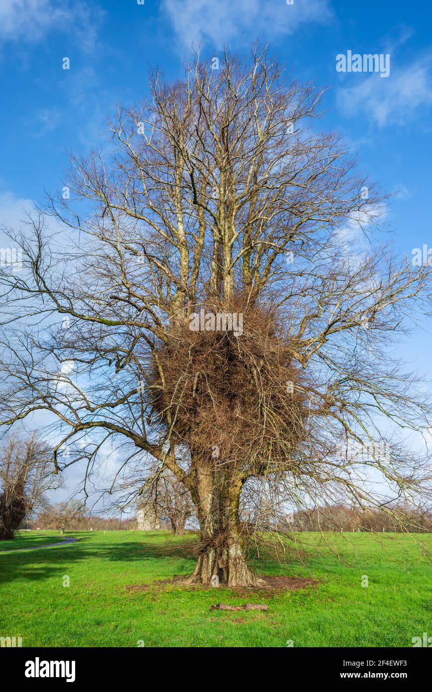 Leafless tree, likely Lime Tree (Tilia) showing very dense epicormic growth on the trunk. Growing in Winter in Arundel Park Estate, West Sussex, UK. Stock Photo