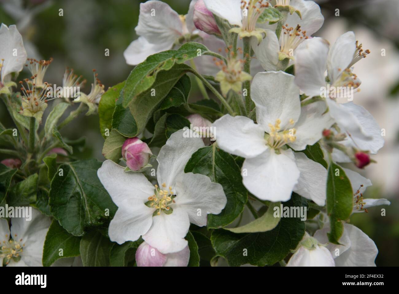 Blossom of the apple tree in spring. Stock Photo