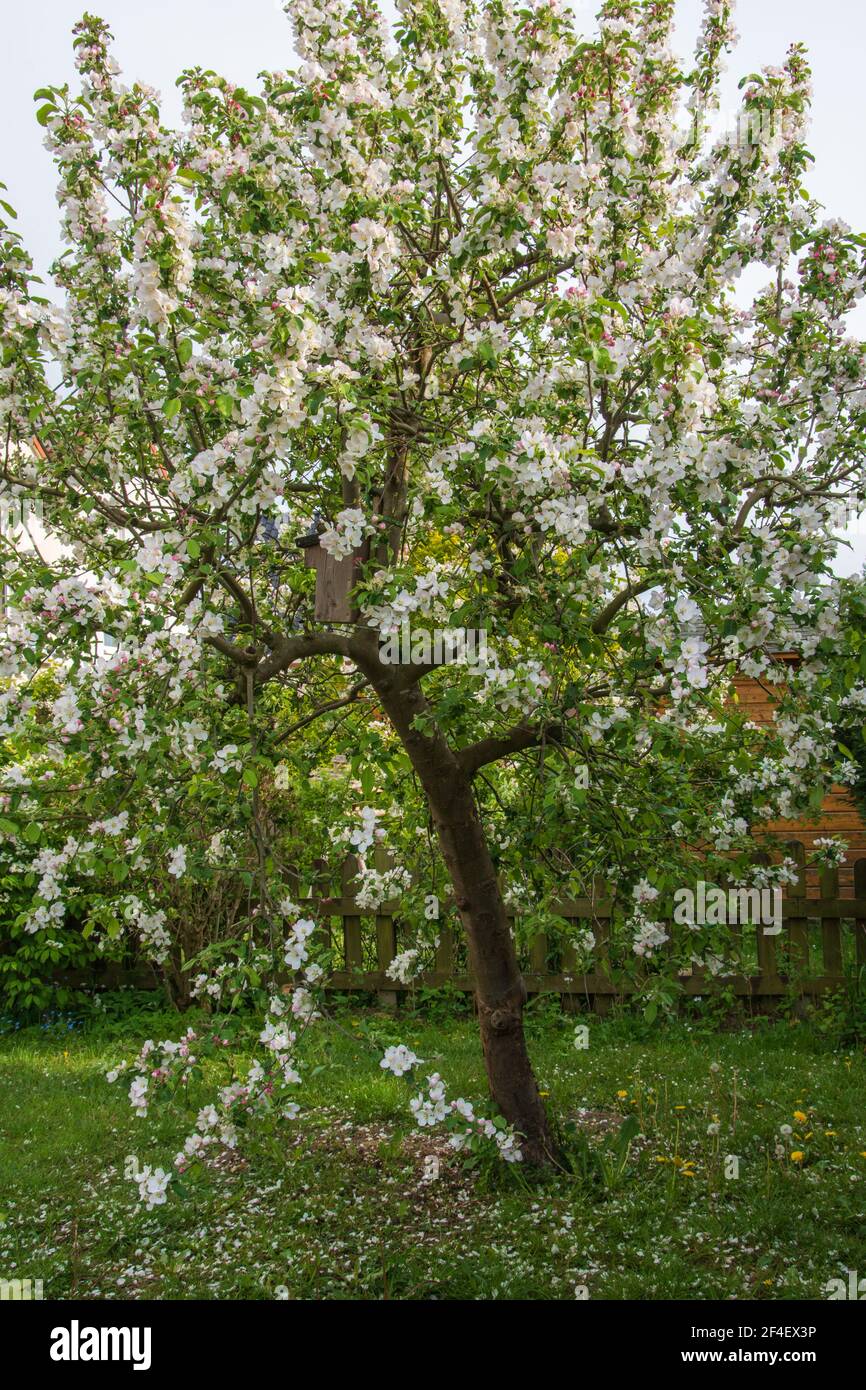 Blossom of the apple tree in spring. Stock Photo