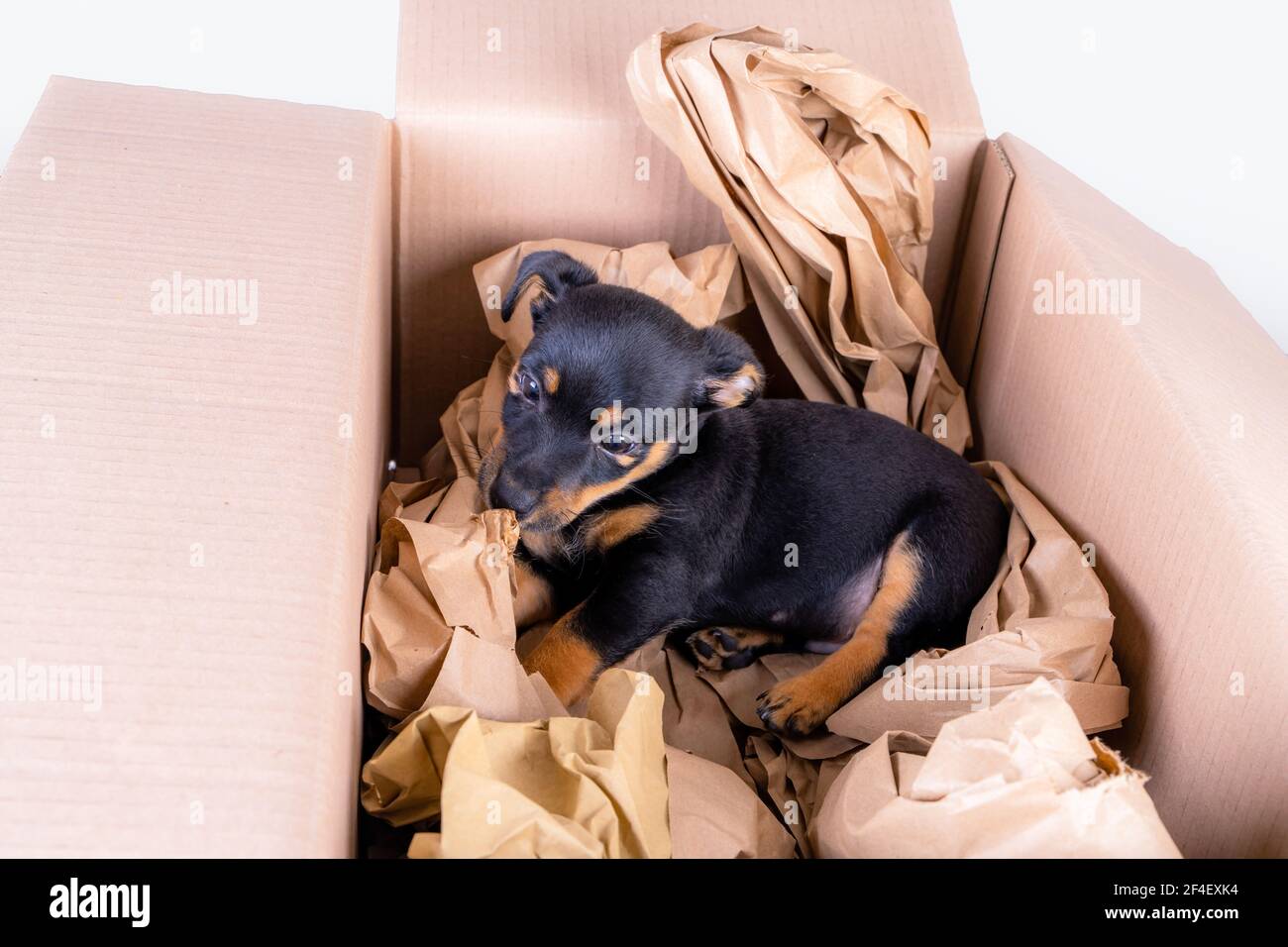 During the corona crisis, more puppy sellers are offering home