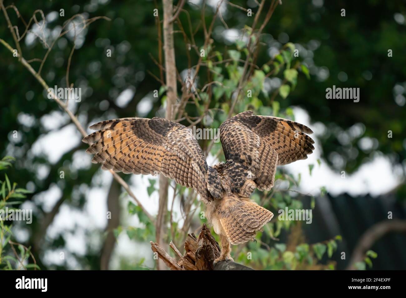 A Eurasian Eagle Owl or Eagle Owl. Land on a stump. . With spread wings ...