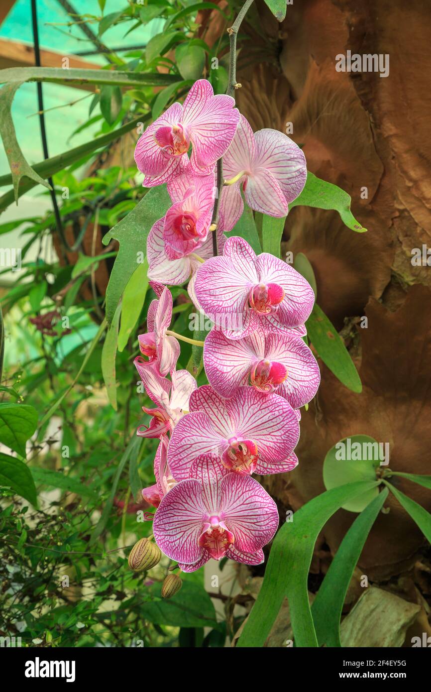 Beautiful pink and white Phalaenopsis orchid (moth orchid) flowers in a greenhouse Stock Photo