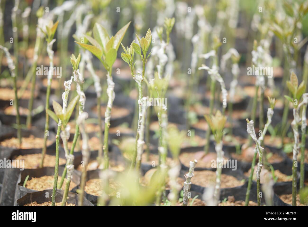 Grafting of fruit trees hires stock photography and images Alamy