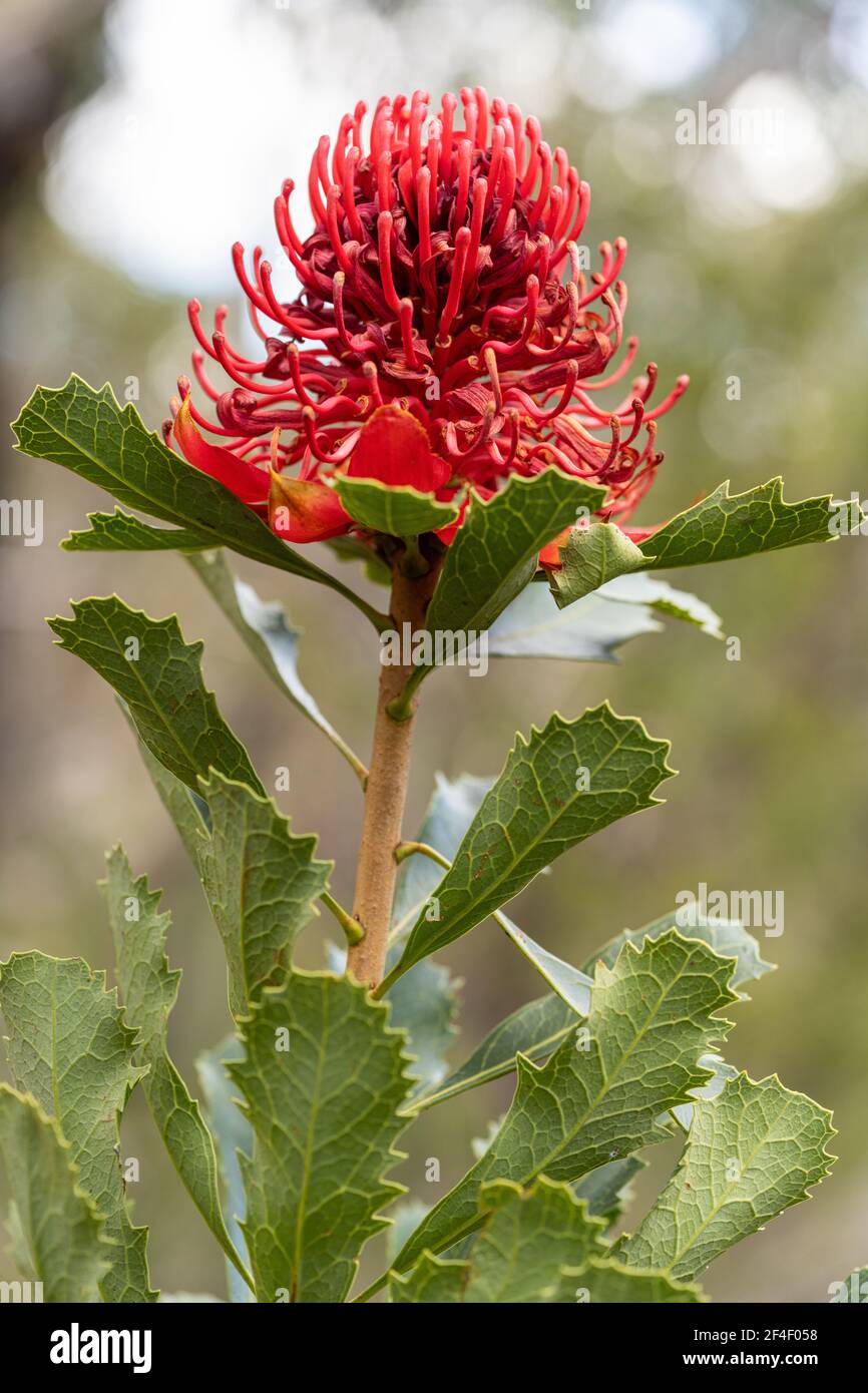 NSW Waratah (telopea speciosissima) Stock Photo