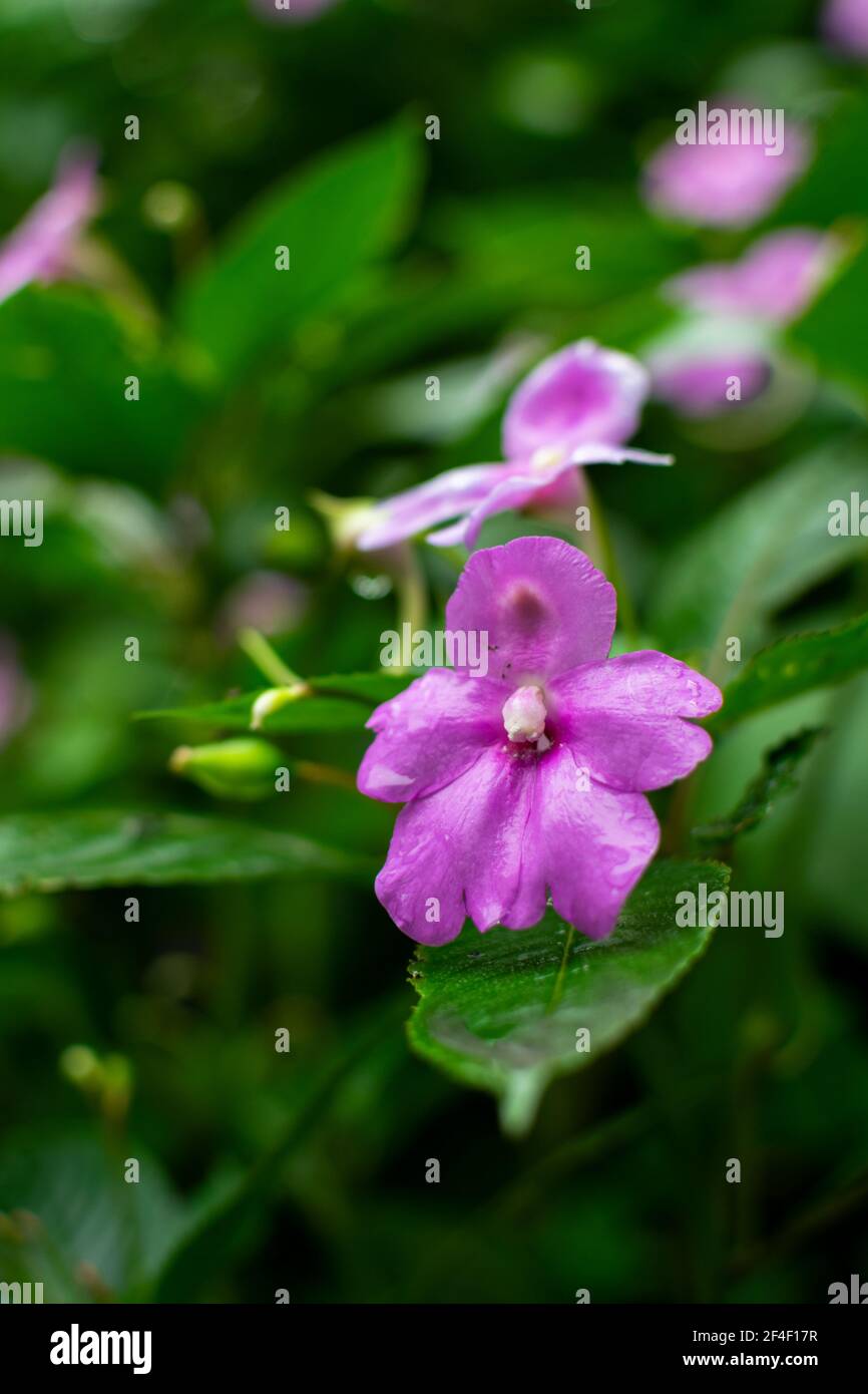 Pink colored flower of Impatiens walleriana flower also known as busy Lizzie, simply impatiens is ornamental plant which can be found in the wild area Stock Photo