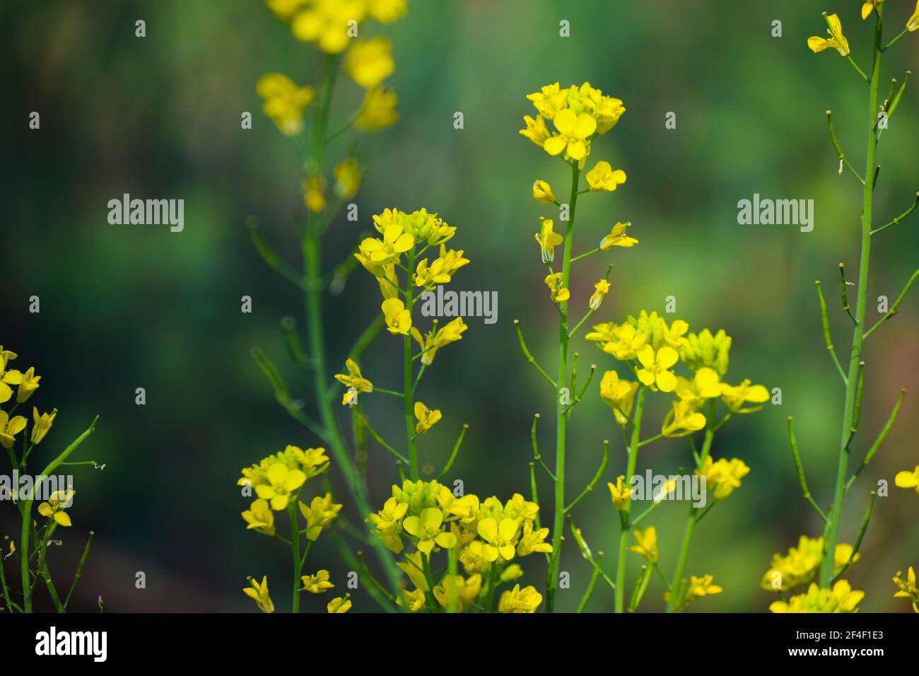 Mustard plant hires stock photography and images Alamy