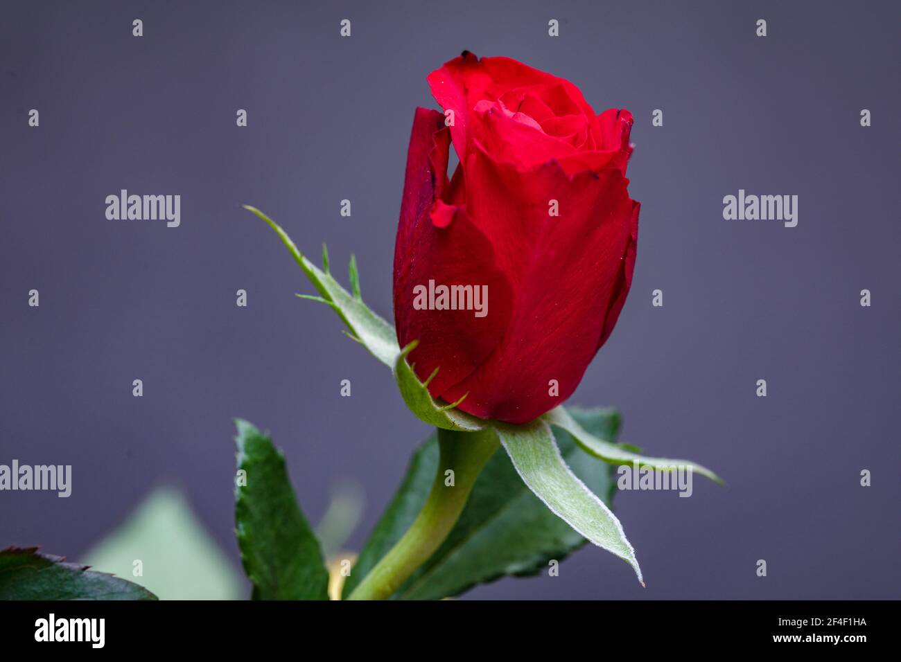 Roses, symbol of love, multicoloured bright flowers on a blurred background  Stock Photo - Alamy
