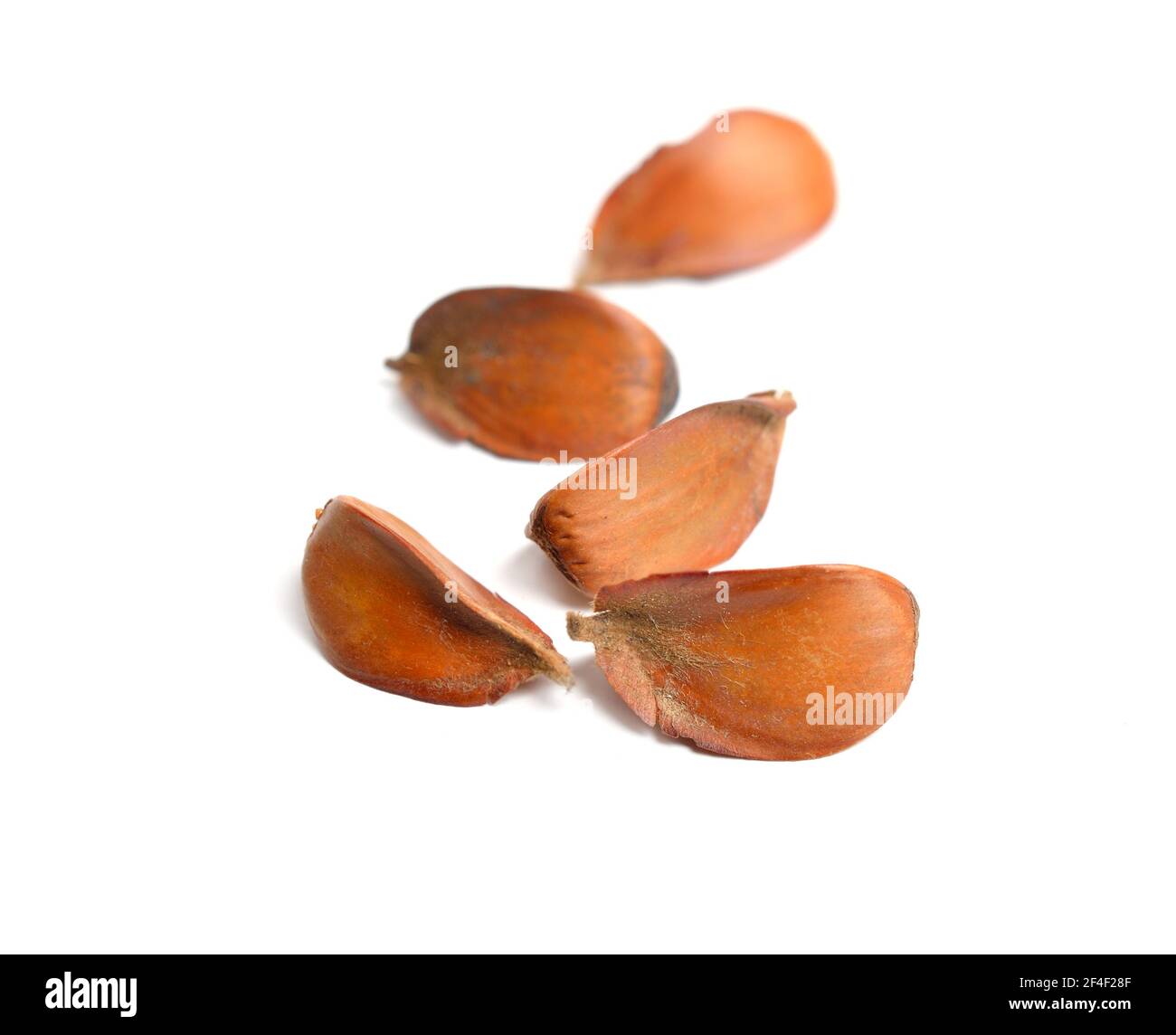 Beech tree seeds hires stock photography and images Alamy