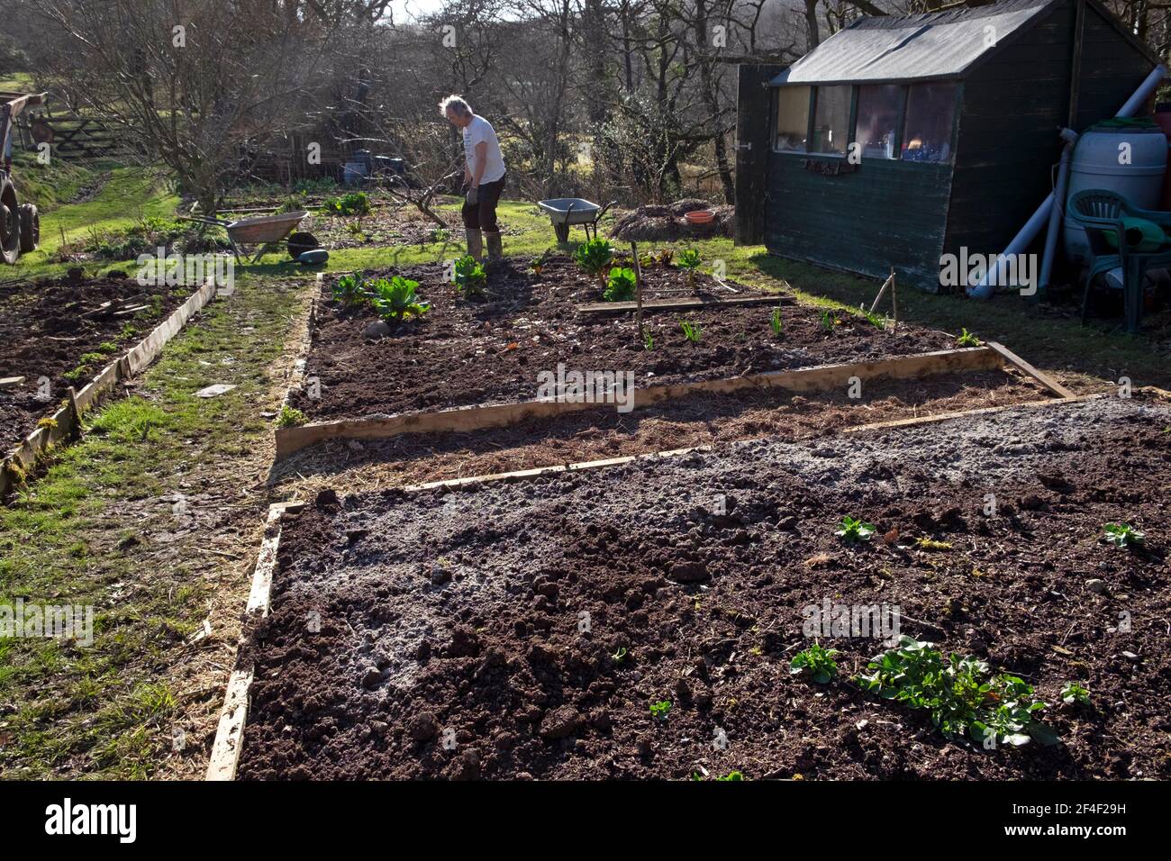 Man gardener person working in spring garden with wood ash and compost mulch on raised beds getting ready for planting sowing seeds UK  KATHY DEWITT Stock Photo