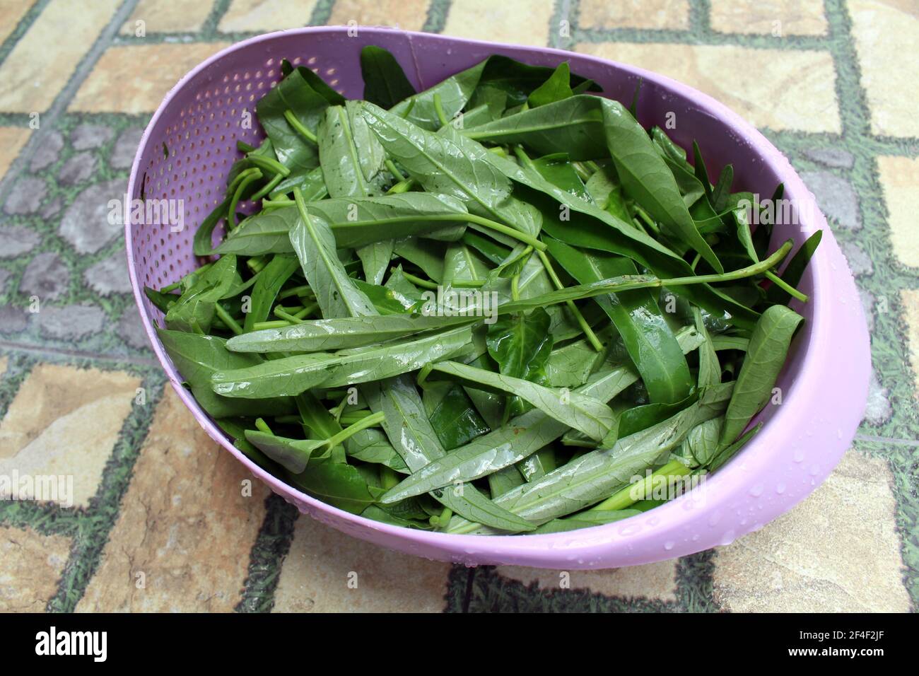 Closeup of fresh kangkung, kangkong, or water spinach. Stock Photo