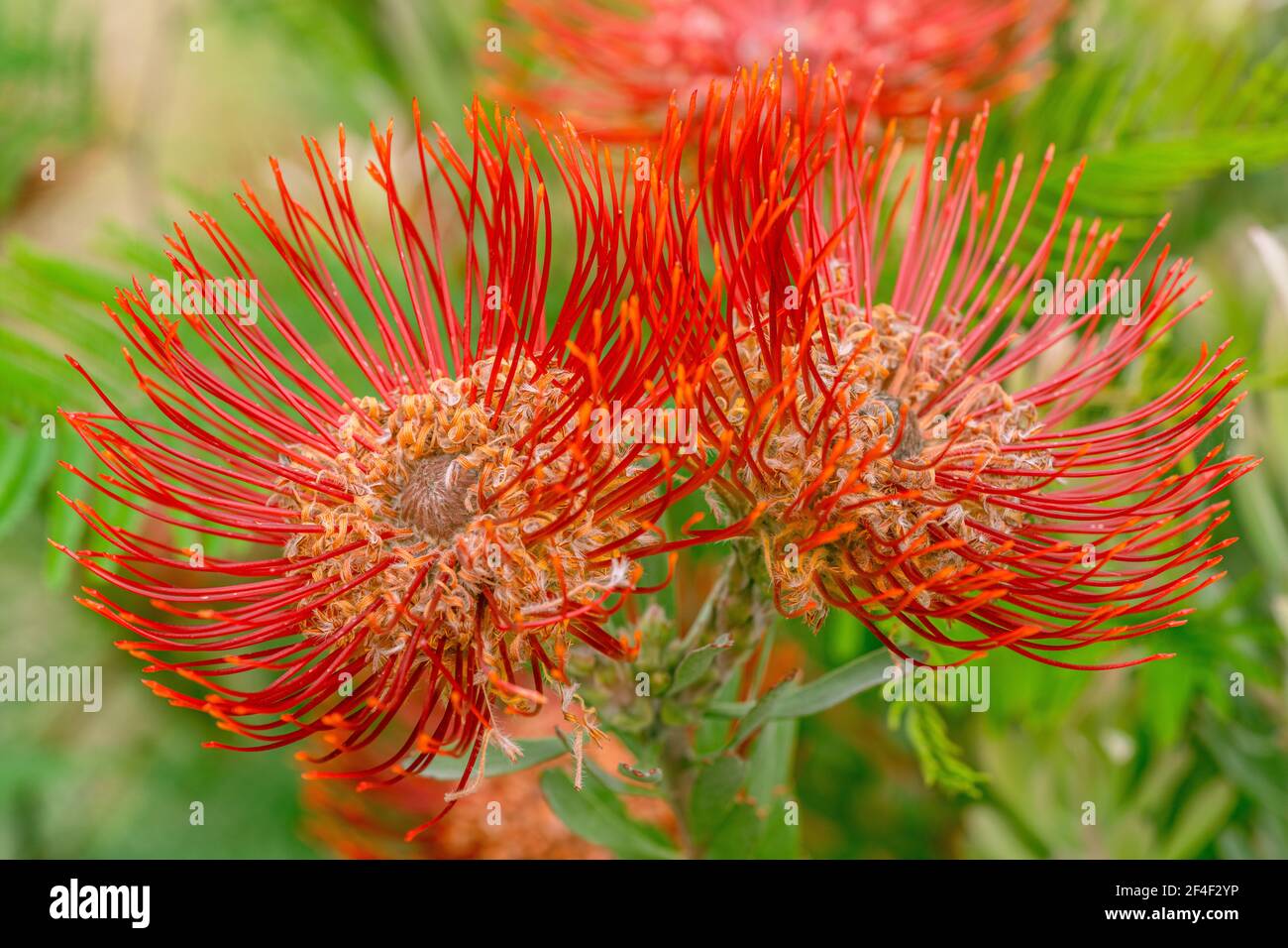 Leucospermum (South African Pincushion) Stock Photo