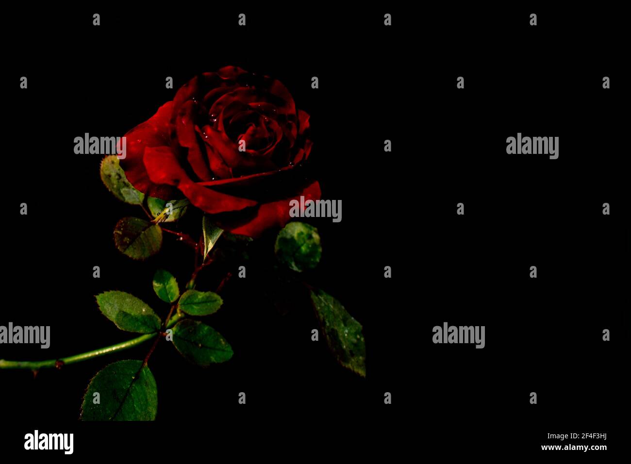 red rose flower on black background Stock Photo