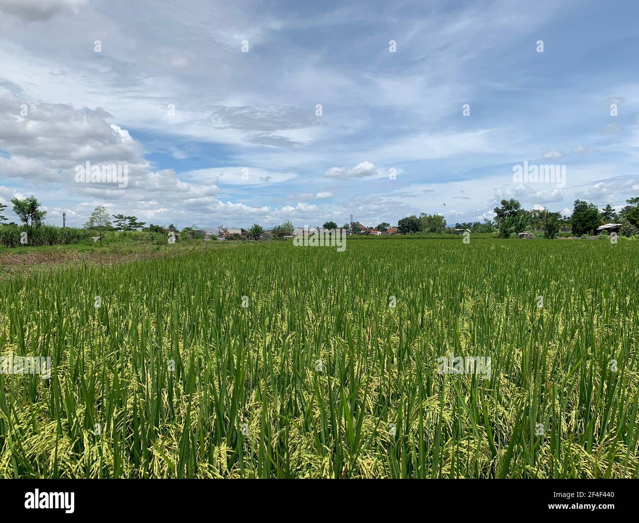 Rice or paddy field getting yellow in Java, Indonesia Stock Photo - Alamy