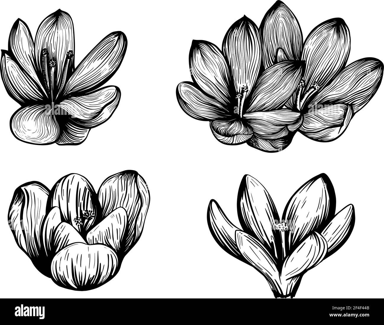 Saffron flower set. Crocus flower sketch. Handdrawn vector illustration Stock Vector Image