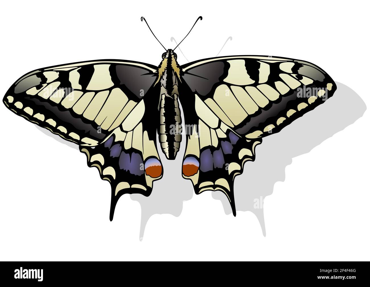 Tiger Swallowtail Butterfly Stock Vector