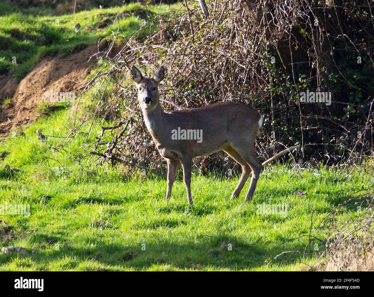 Doe roe deer hi-res stock photography and images - Alamy