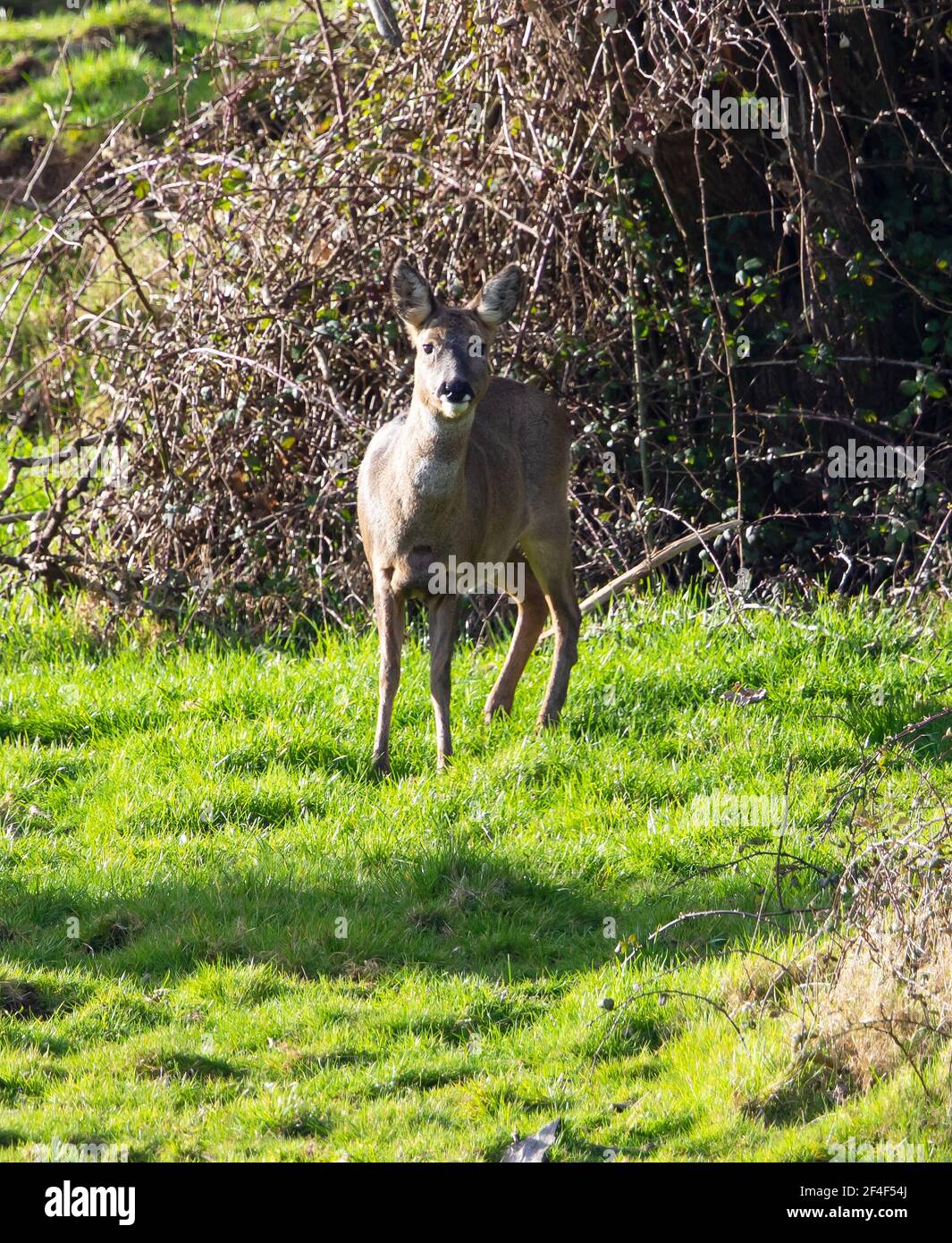 Doe roe deer hi-res stock photography and images - Alamy