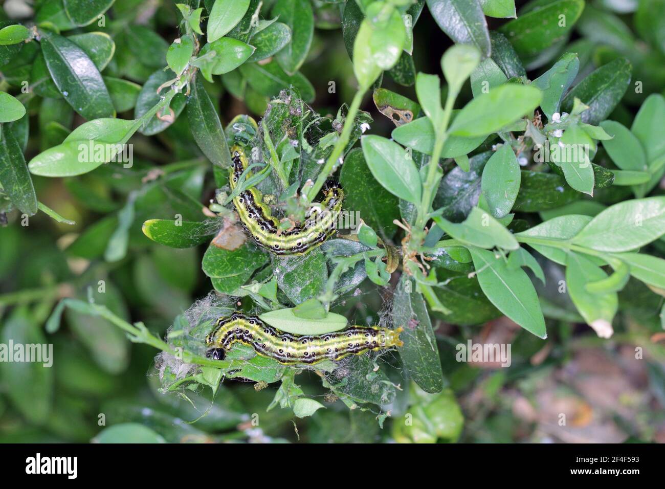 Cydalima perspectalis caterpillars in the garden on common box. The box