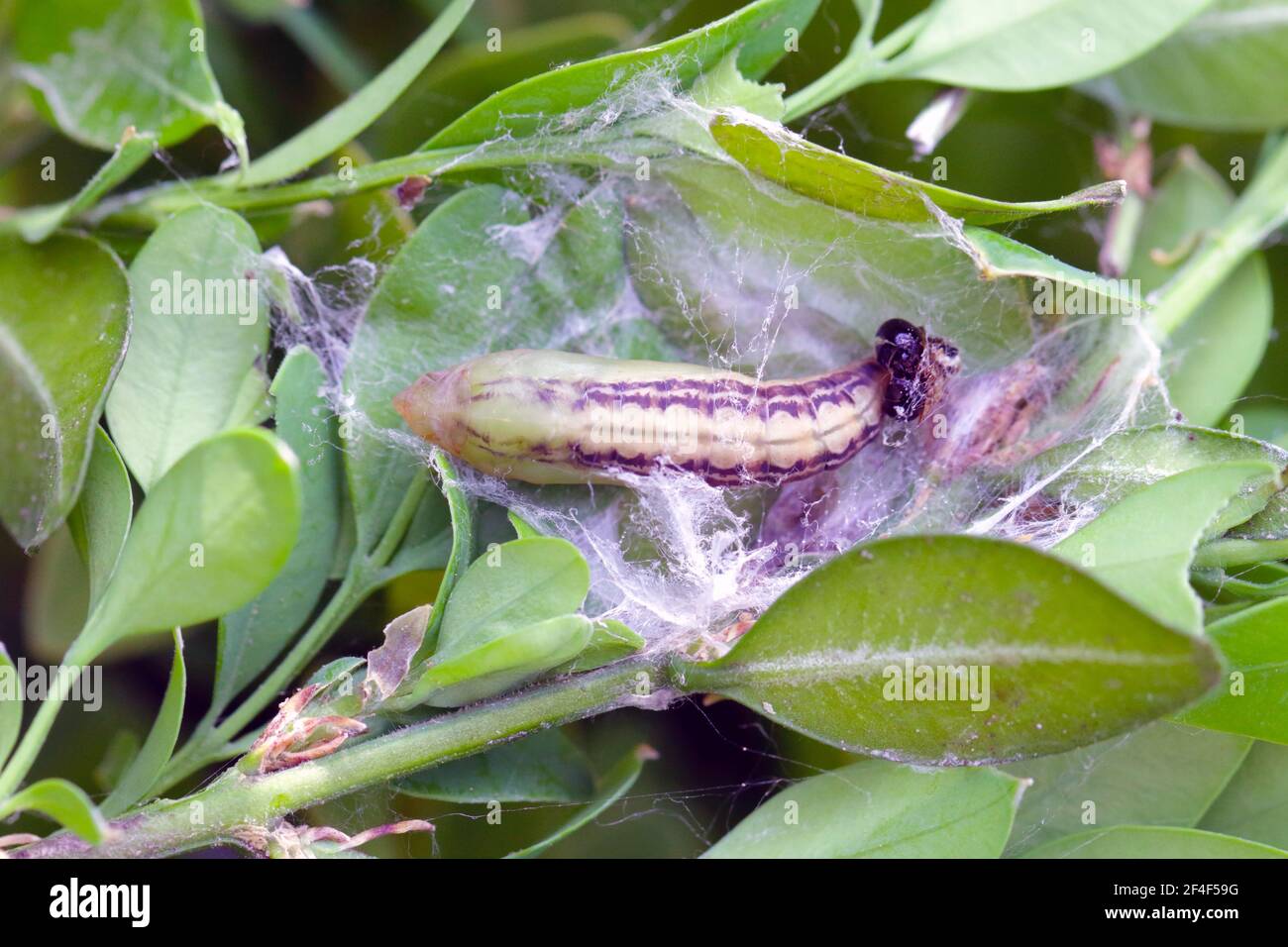 Pupa of the box tree moth (Cydalima perspectalis) in nature. It is an invasive species of insect. Pest in the gardens. Stock Photo