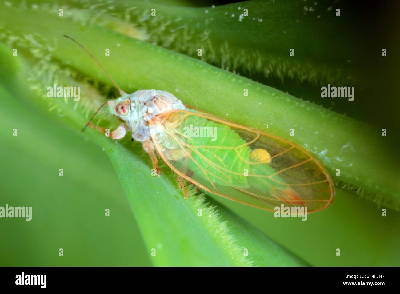 Adult of Jumping plant louse (Psylla buxi) sitting on a boxwood leaf. It is a common garden pest Stock Photo