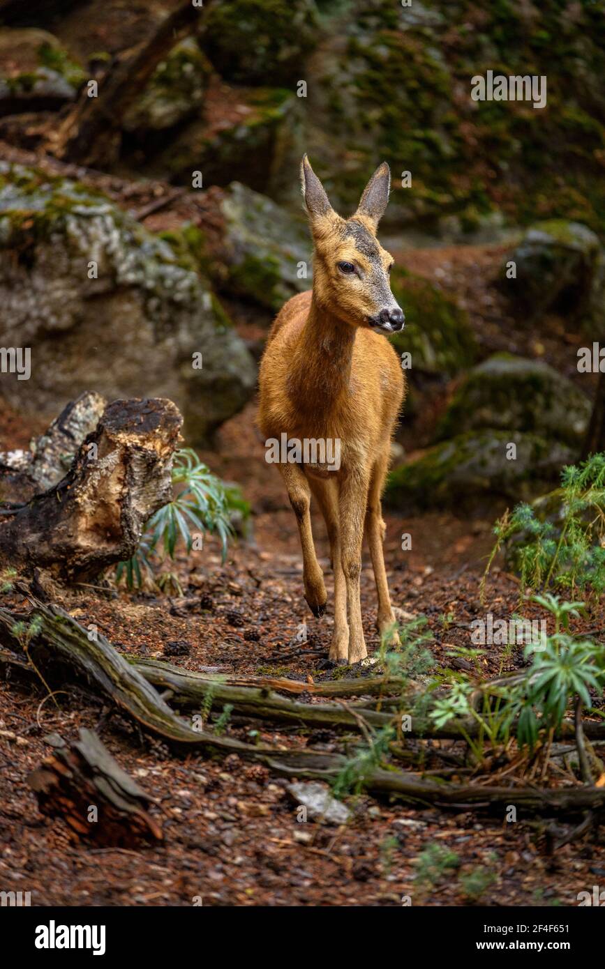 Roe deer (Capreolus capreolus) in the MónNatura Pirineus animal park (Pallars Sobirà, Catalonia, Spain, Pyrenees)  ESP: Corzo en un parque de animales Stock Photo