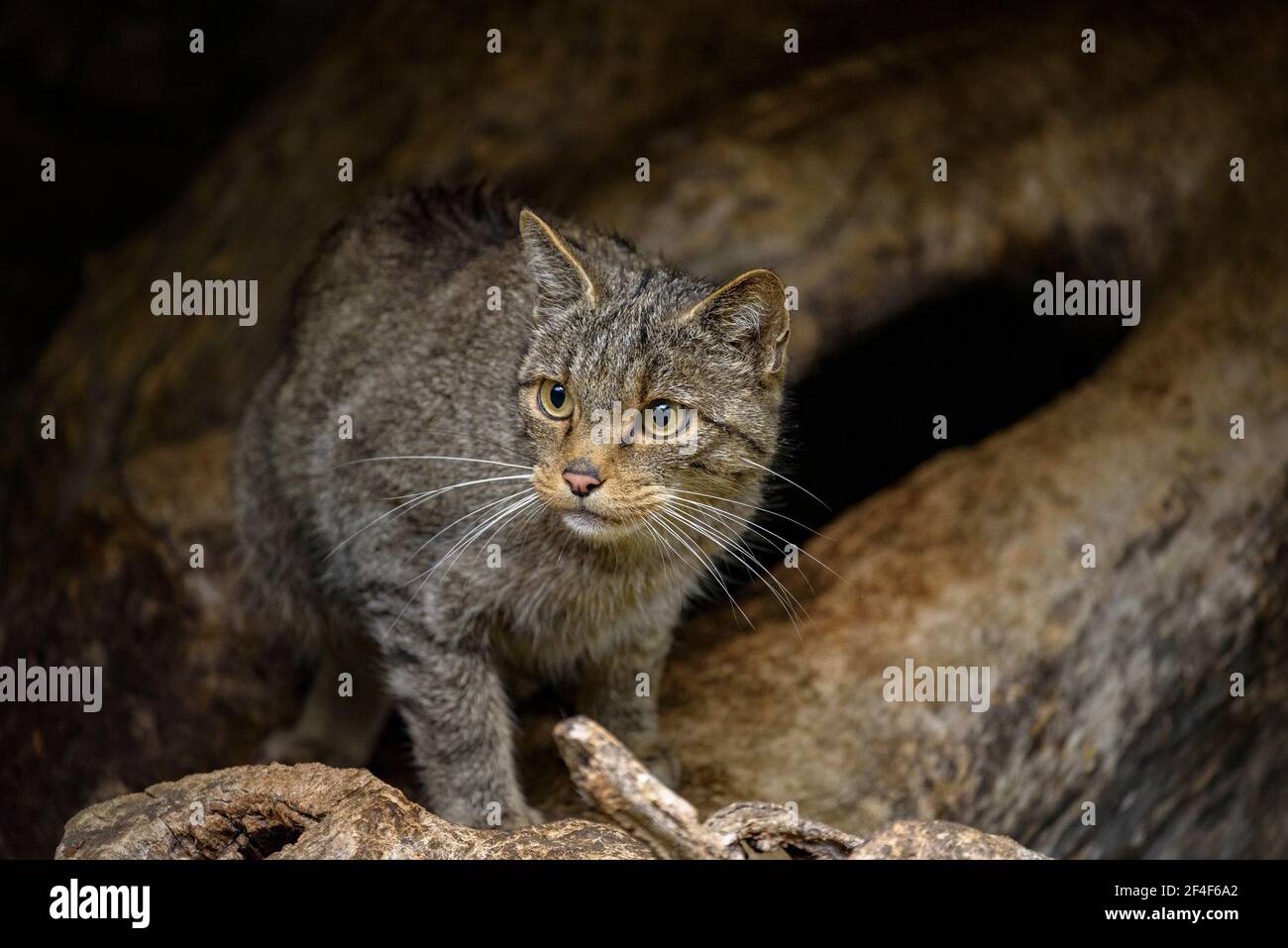 Wild cat (Felis silvestris) in the MónNatura Pirineus animal park (Pallars Sobirà, Catalonia, Spain, Pyrenees) ESP: Gato montés en un parque Stock Photo