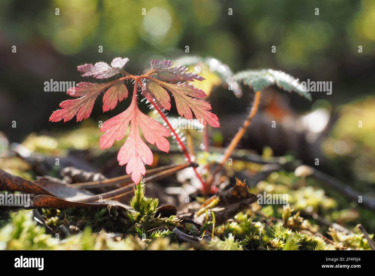 Forest vegetation on a sunny day Stock Photo