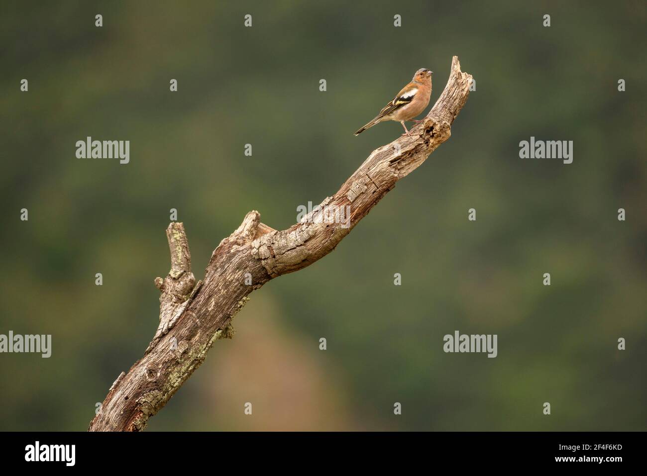 Common chaffinch (Fringilla coelebs) photographed from a Photo Logístics hide in Montseny (Barcelona, Catalonia, Spain) Stock Photo