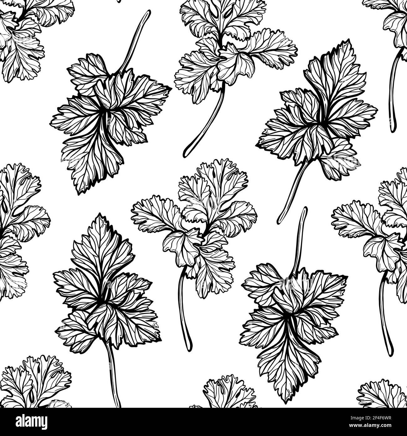 Parsley pattern. Aromatic spice, healthy herbs. Handdrawn vector