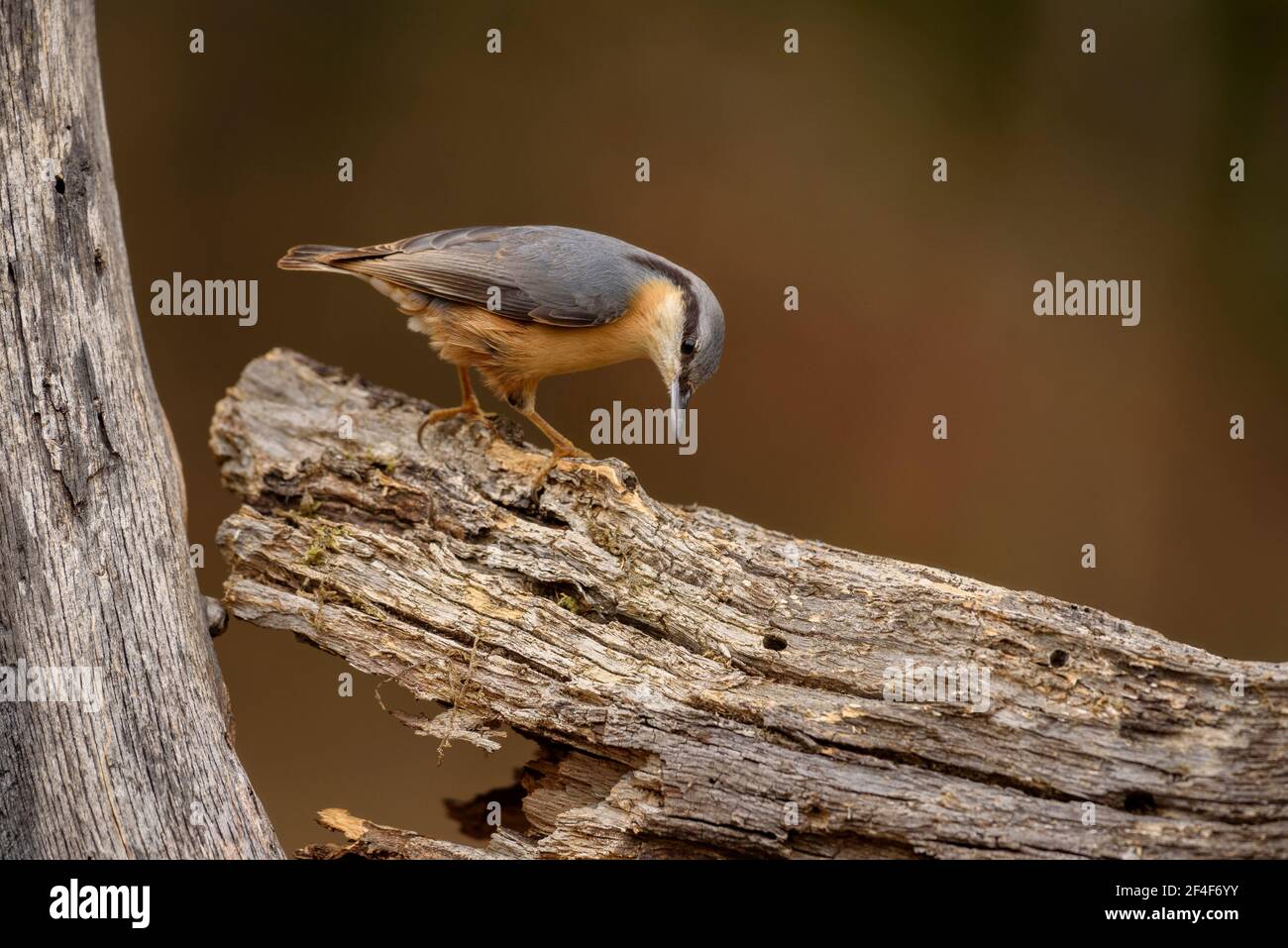 Eurasian nuthatch (Sitta europaea) photographed from a Wildwatching Spain hide in Aran Valley(Pyrenees, Catalonia, Spain) ESP: Trepador azul, Pirineos Stock Photo