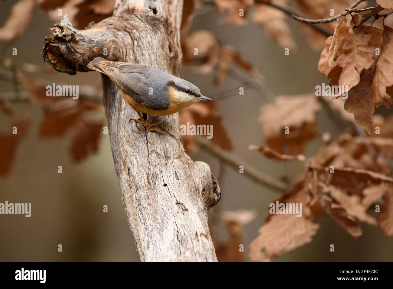 Hoja de animales hi-res stock photography and images - Alamy