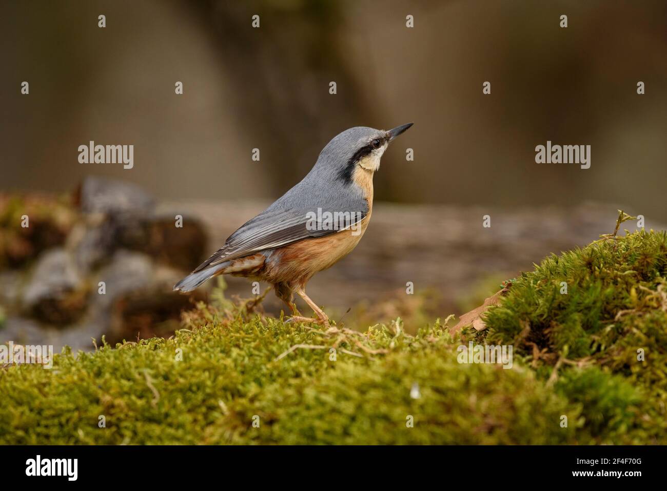 Eurasian nuthatch (Sitta europaea) photographed from a Wildwatching Spain hide in Aran Valley(Pyrenees, Catalonia, Spain) ESP: Trepador azul, Pirineos Stock Photo